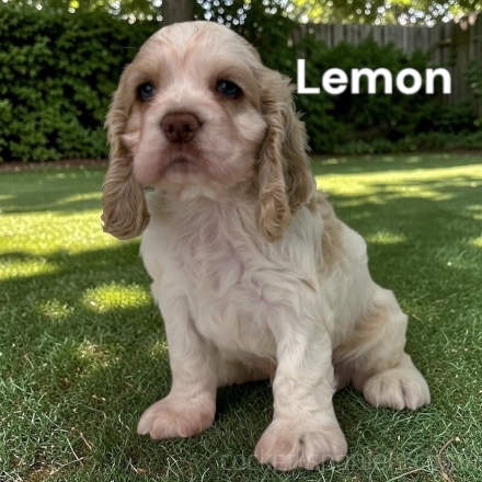 puppy, for, sale, Cocker Spaniel, Joe & Cherri  Overlease, dog, breeder, Miller, MO, dog-breeder, puppy-for-sale, forsale, nearby, find, puppyfind, locator, puppylocator, aca